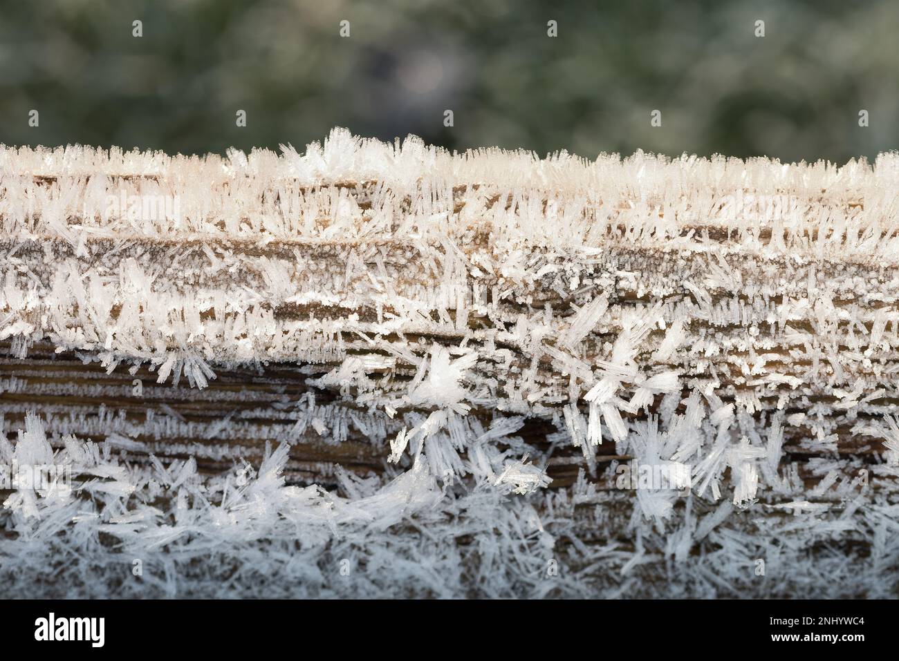 L'umidità della nebbia di hoar surgelante fa sì che le goccioline d'acqua si trasformino direttamente dall'acqua allo stato solido, come il processo di sublimazione delle superfici di rivestimento della barba Foto Stock