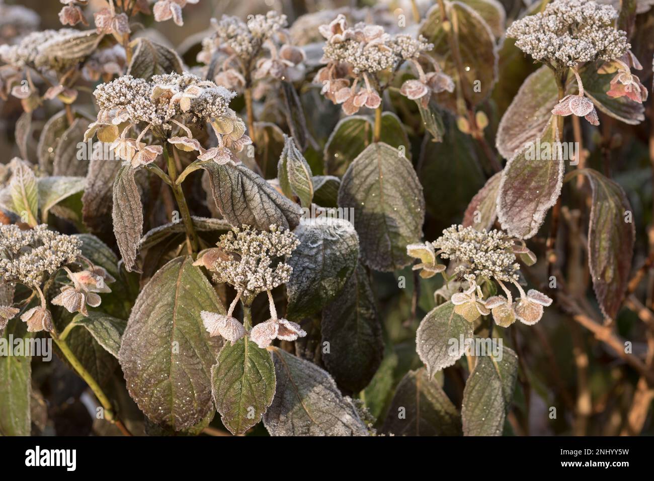 Hydrangeas danneggiato, Hydrangea macrophylla, e ha influenzato la crescita a causa di tocold e gelo, danni da congelamento su foglie, vecchi fiori e steli Foto Stock