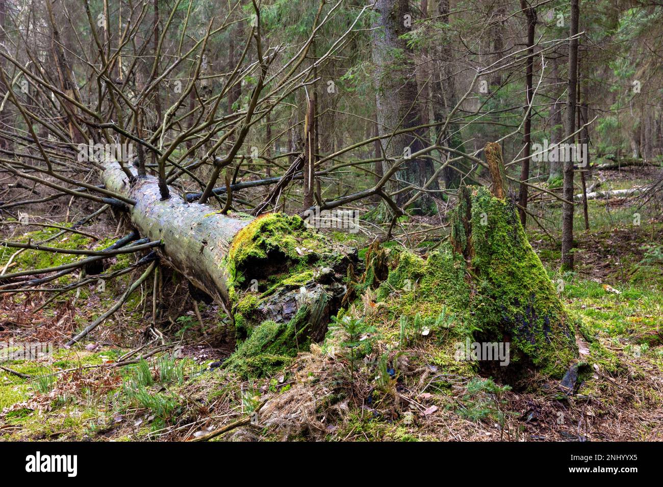Bialowieza National Park, Polonia Foto Stock