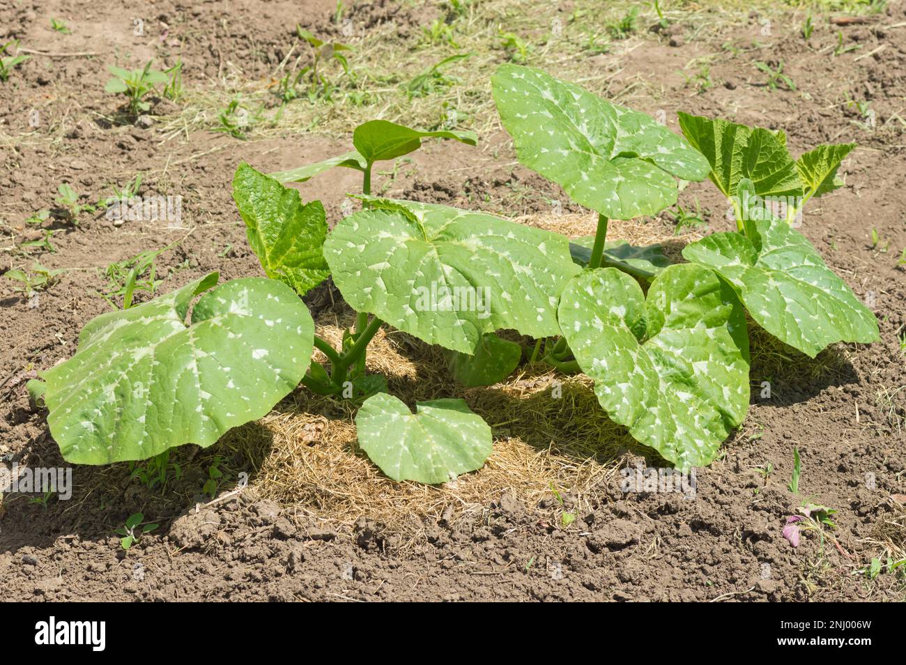 Zucchine pianta in primavera giardino ucraino closeup Foto Stock