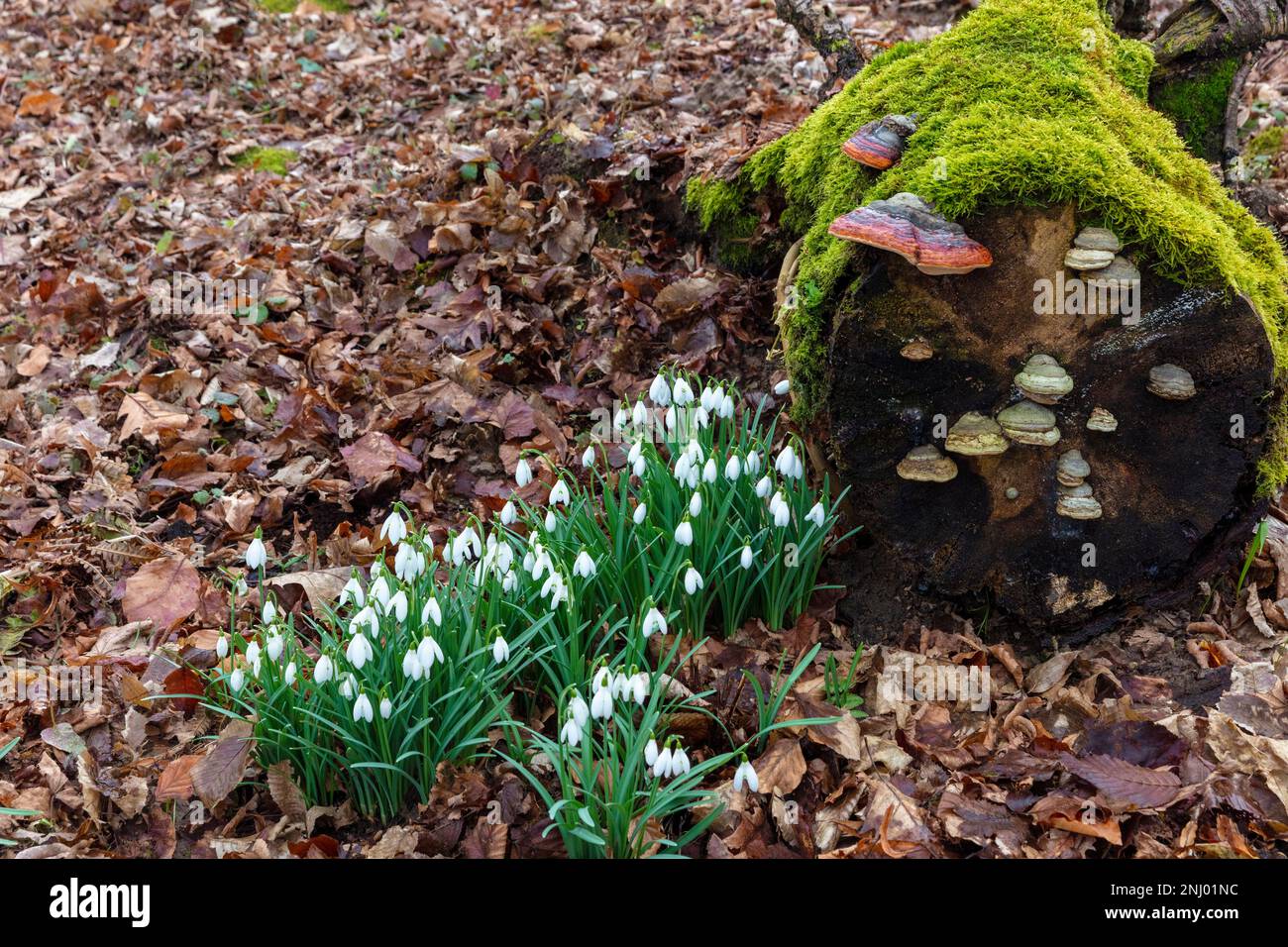Parco Nazionale di Roztocze, snowdrops, Polonia Foto Stock