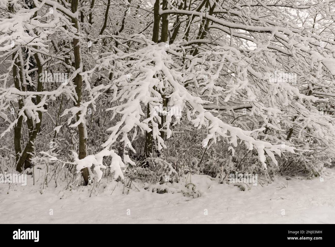 Forte vento soffiato neve soffiata su alberi che ricoprono la superficie esposta a nord, rami che si insidano sotto il peso di brulicante Foto Stock