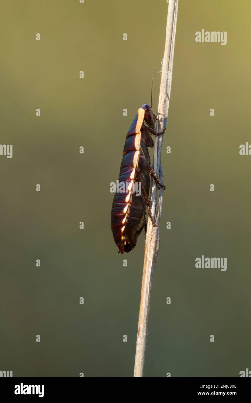 Cockroach nativo australiano (Drymaplanete Sp.) Bundaberg, Australia Foto Stock