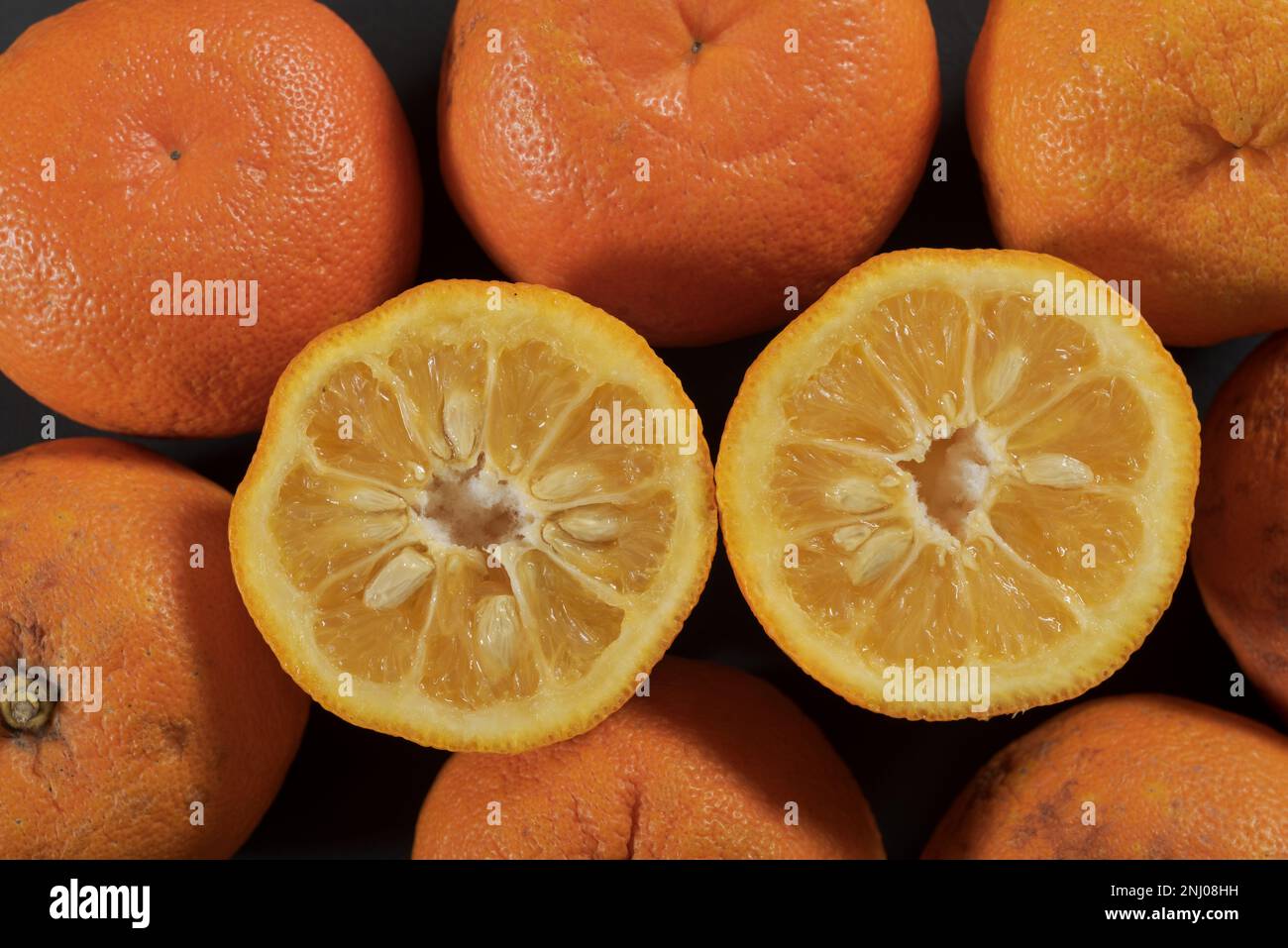 Arancio amaro siviglia 2 settimane dopo la sua vendita di data mostrando segni di funghi e batteri che crescono sotto luce UV Foto Stock