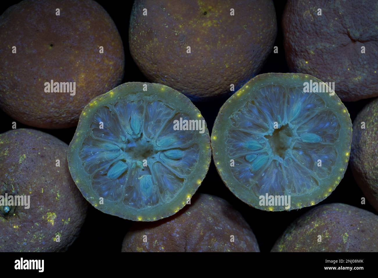 Arancio amaro siviglia 2 settimane dopo la sua vendita di data mostrando segni di funghi e batteri che crescono sotto luce UV Foto Stock