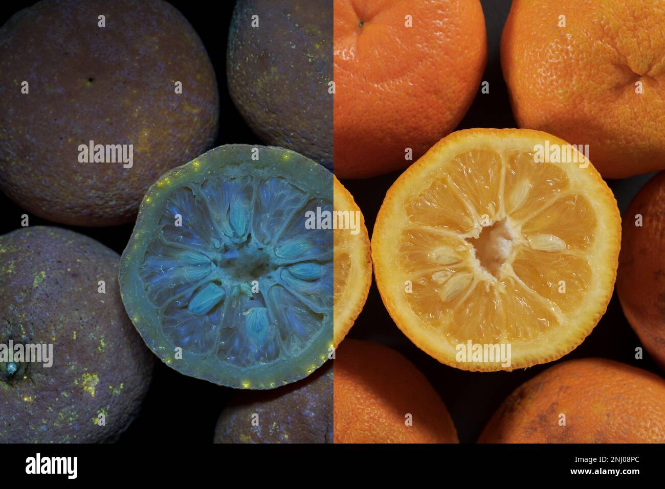 Arancio amaro siviglia 2 settimane dopo la sua vendita di data mostrando segni di funghi e batteri che crescono sotto luce UV Foto Stock