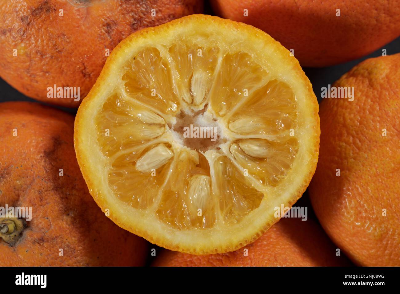 Arancio amaro siviglia 2 settimane dopo la sua vendita di data mostrando segni di funghi e batteri che crescono sotto luce UV Foto Stock