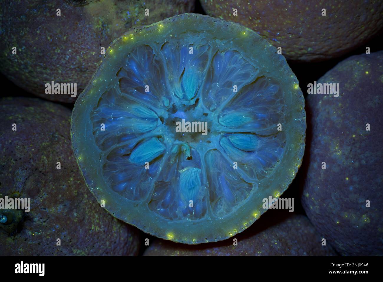 Arancio amaro siviglia 2 settimane dopo la sua vendita di data mostrando segni di funghi e batteri che crescono sotto luce UV Foto Stock