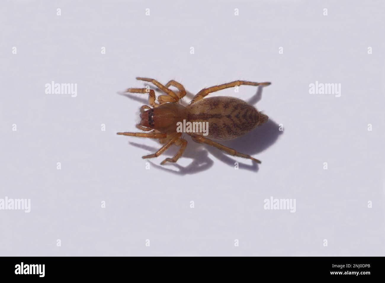 Primo piano del ragno femminile Clubiona comta, famiglia SAC Spiders (Clubionidae) su sfondo bianco. Giugno, Paesi Bassi. Foto Stock