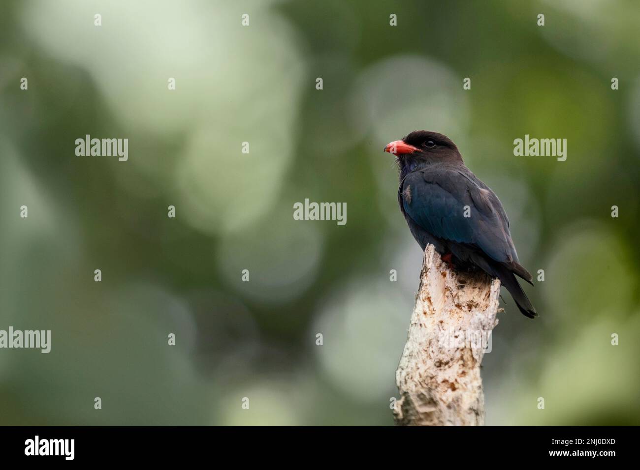 Isole Andamane, India, Dollaro Bird, Eurystomus orientalis Foto Stock