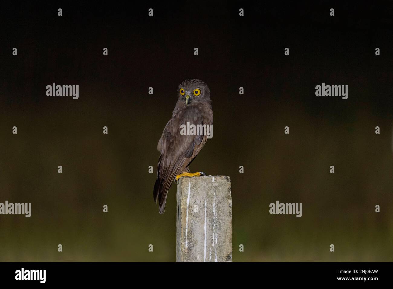 Isole Andamane, India, Hume's Hawk Owl, Ninox obscura humei Foto Stock
