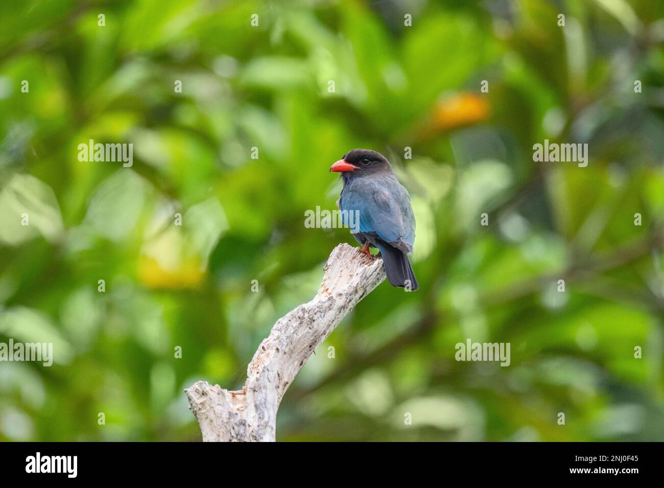 Isole Andamane, India, Dollaro Bird, Eurystomus orientalis Foto Stock