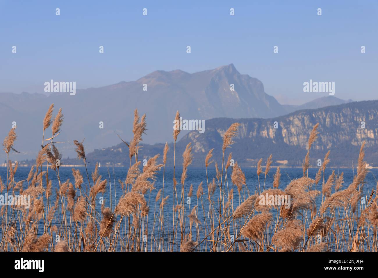 Canne secche sulle rive del Lago di Garda. Lombardia, Italia Foto Stock