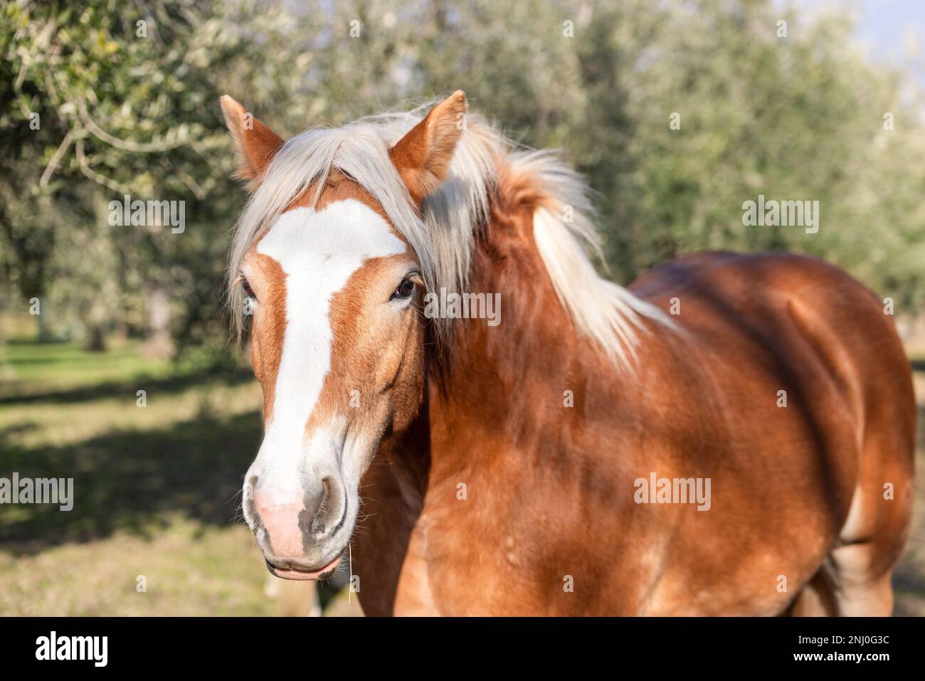 Un cavallo castano con criniera bionda e ampia striscia bianca si trova di fronte alla fotocamera in un uliveto illuminato dal sole in Italia. Foto Stock