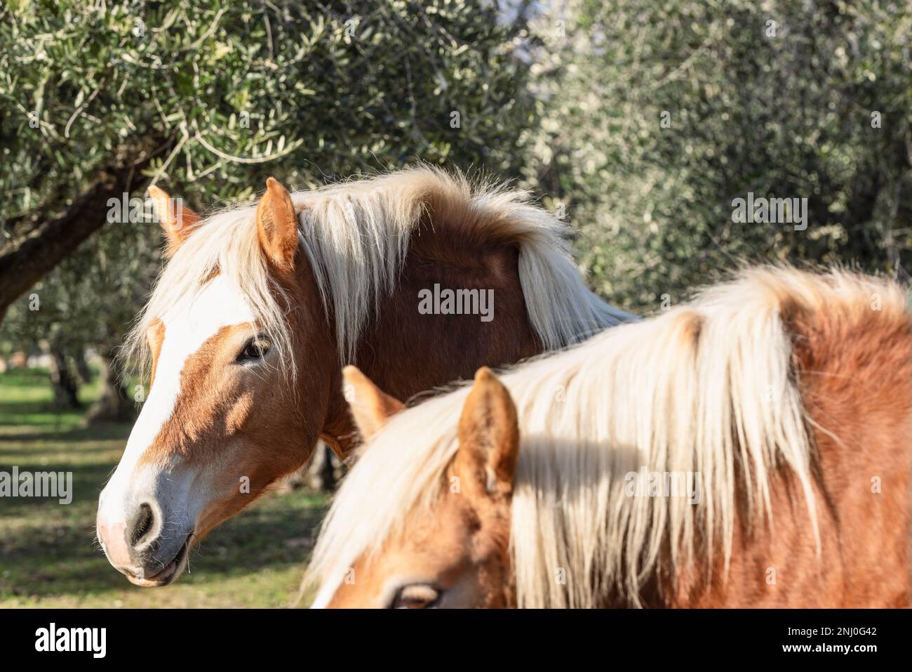 Due cavalli Highlander di colore rosso unico su un pascolo in un oliveto (fuoco selettivo) Foto Stock Due cavalli Highlander di colore rosso unico su un pascolo in un oliveto (fuoco selettivo) Foto Stock