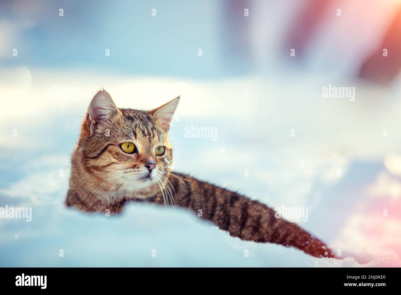 Gatto siede nella neve profonda su un campo innevato in una giornata invernale soleggiata Foto Stock