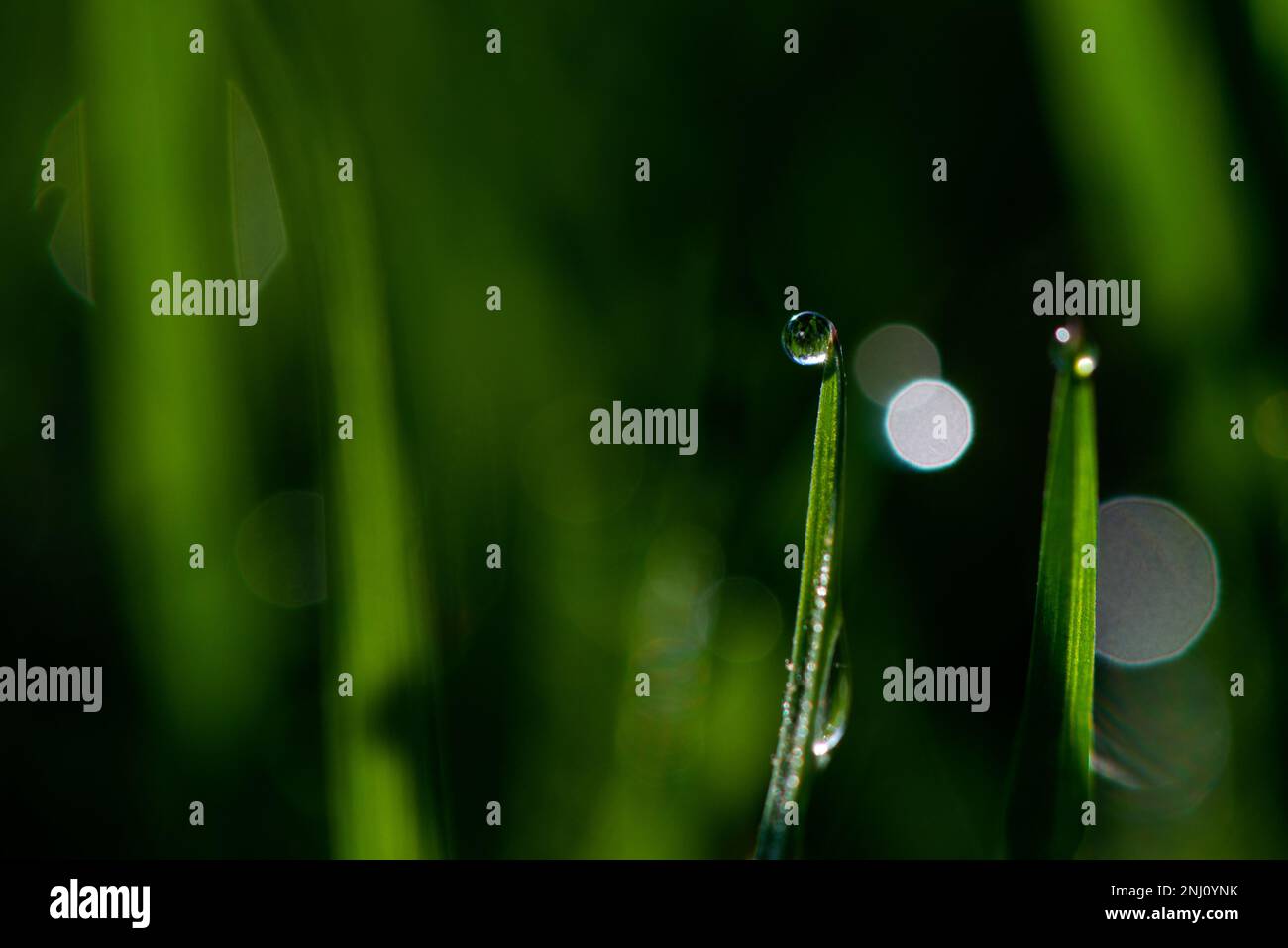 Primo piano di lame verdi di erba con gocce di rugiada o pioggia, su uno sfondo verde sfocato. Foto di alta qualità Foto Stock