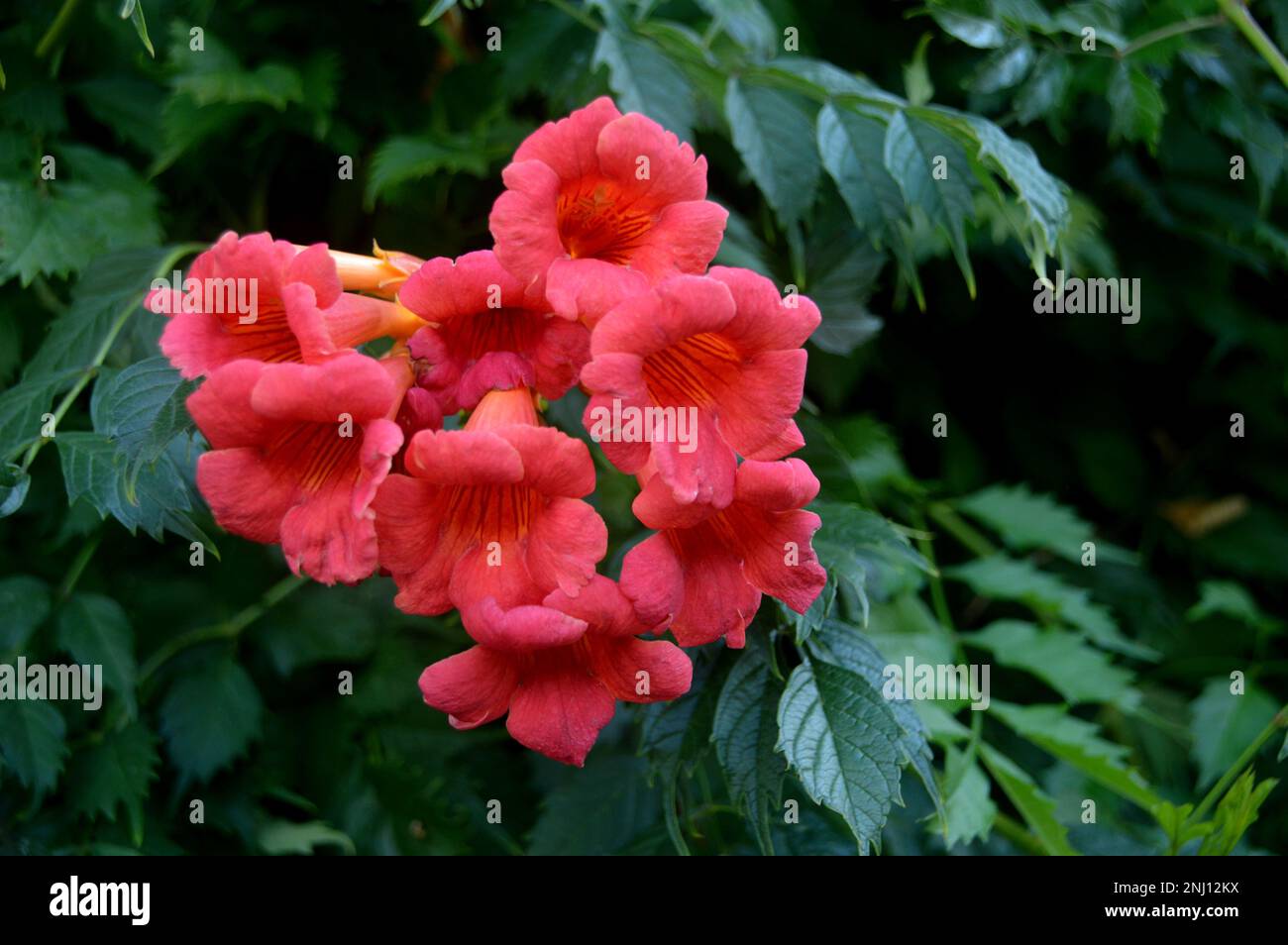 Arancio/Rosso Campsis grandiflora (vite cinese della tromba) 'arbusto di arrampicata' Fiori coltivati a RHS Garden Harlow Carr, Harrogate, Yorkshire, Inghilterra, Regno Unito. Foto Stock
