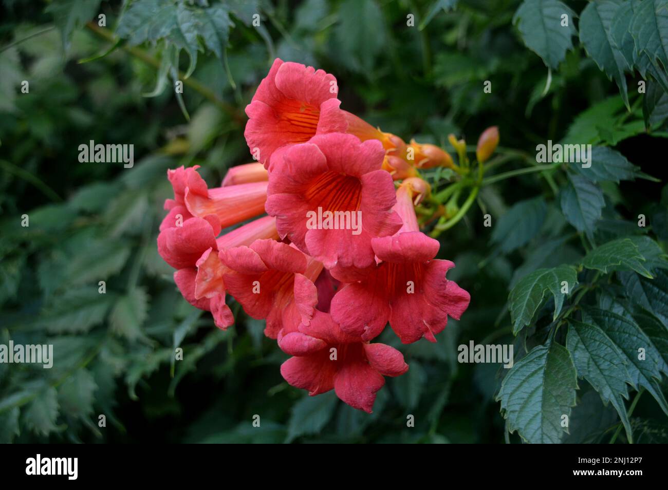 Arancio/Rosso Campsis grandiflora (vite cinese della tromba) 'arbusto di arrampicata' Fiori coltivati a RHS Garden Harlow Carr, Harrogate, Yorkshire, Inghilterra, Regno Unito. Foto Stock