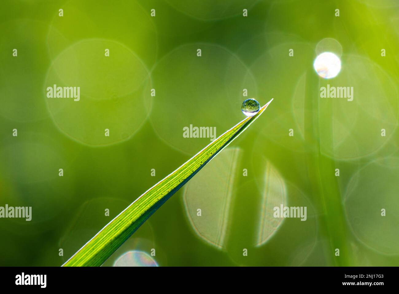 Primo piano della rugiada mattutina o delle gocce di pioggia sull'erba verde, sfondo con bokeh e sfocatura. Foto di alta qualità Foto Stock