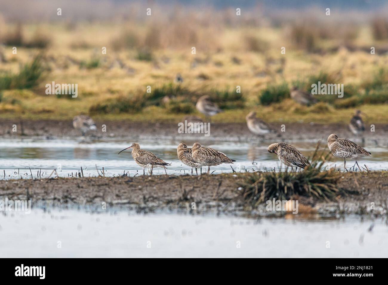 Curlew eurasiatico o Curlew comune, Numenius arquata su paludi Foto Stock