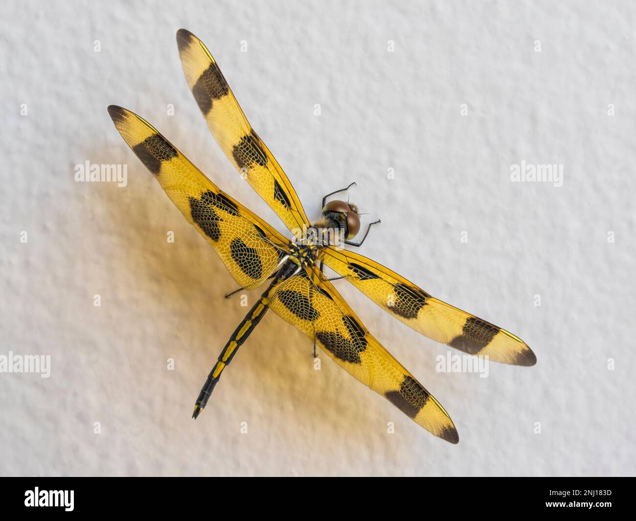 Marrone-spottet Ala gialla Dragonfly (Celithemis eponina) Foto Stock