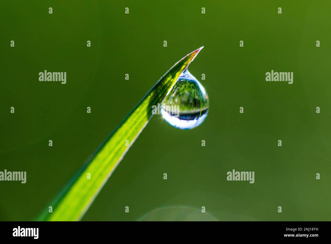 Primo piano della rugiada mattutina o delle gocce di pioggia sull'erba verde, sfondo con bokeh e sfocatura. Foto di alta qualità Foto Stock