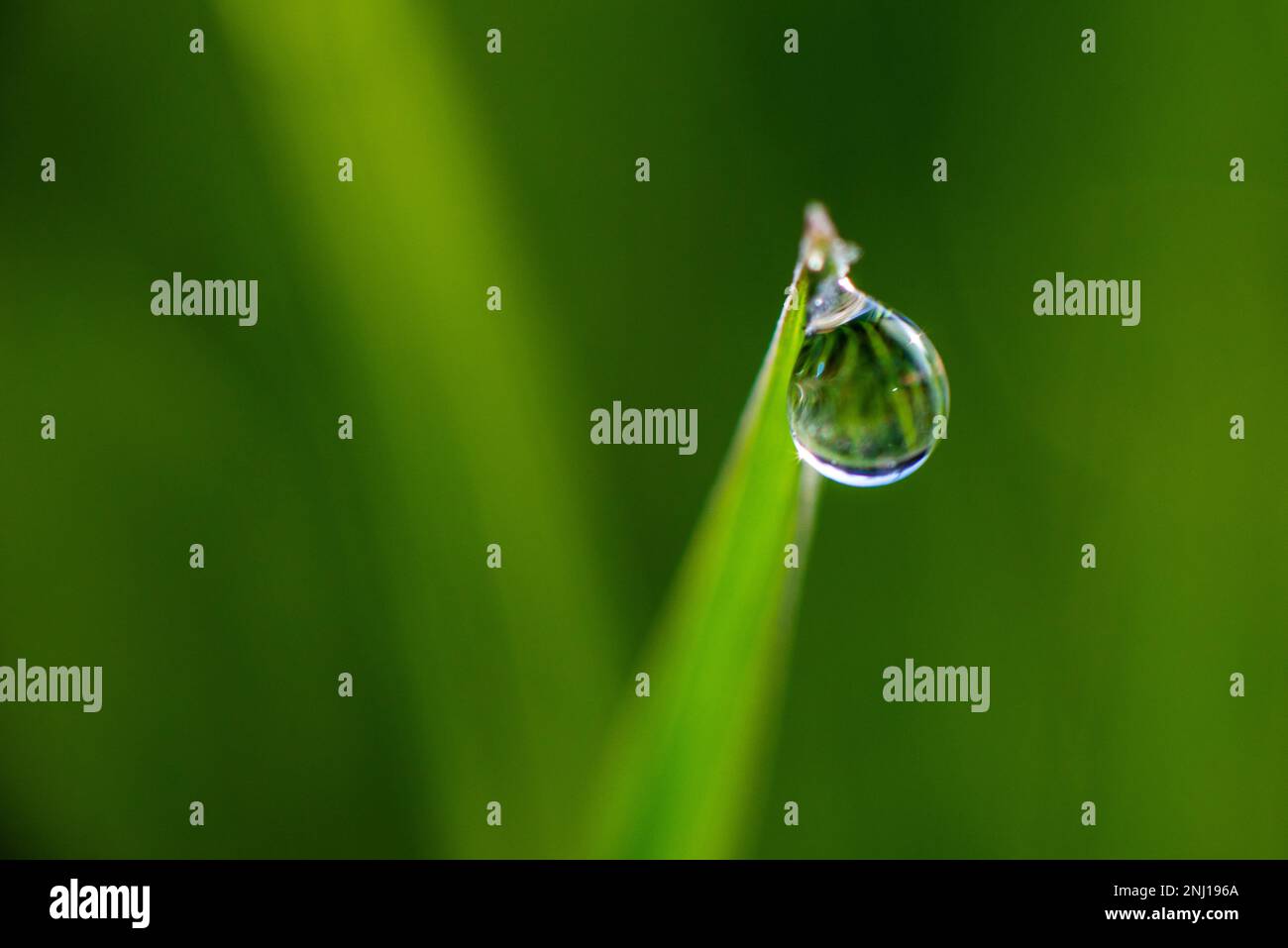 Primo piano della rugiada mattutina o delle gocce di pioggia sull'erba verde, sfondo con bokeh e sfocatura. Foto di alta qualità Foto Stock