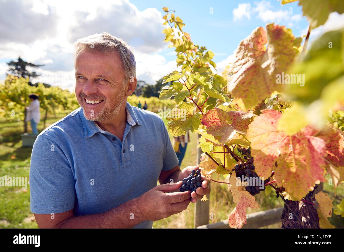 Ritratto di lavoratore Male maturo vendemmia uva da vite in Vigna per la produzione di vino Foto Stock