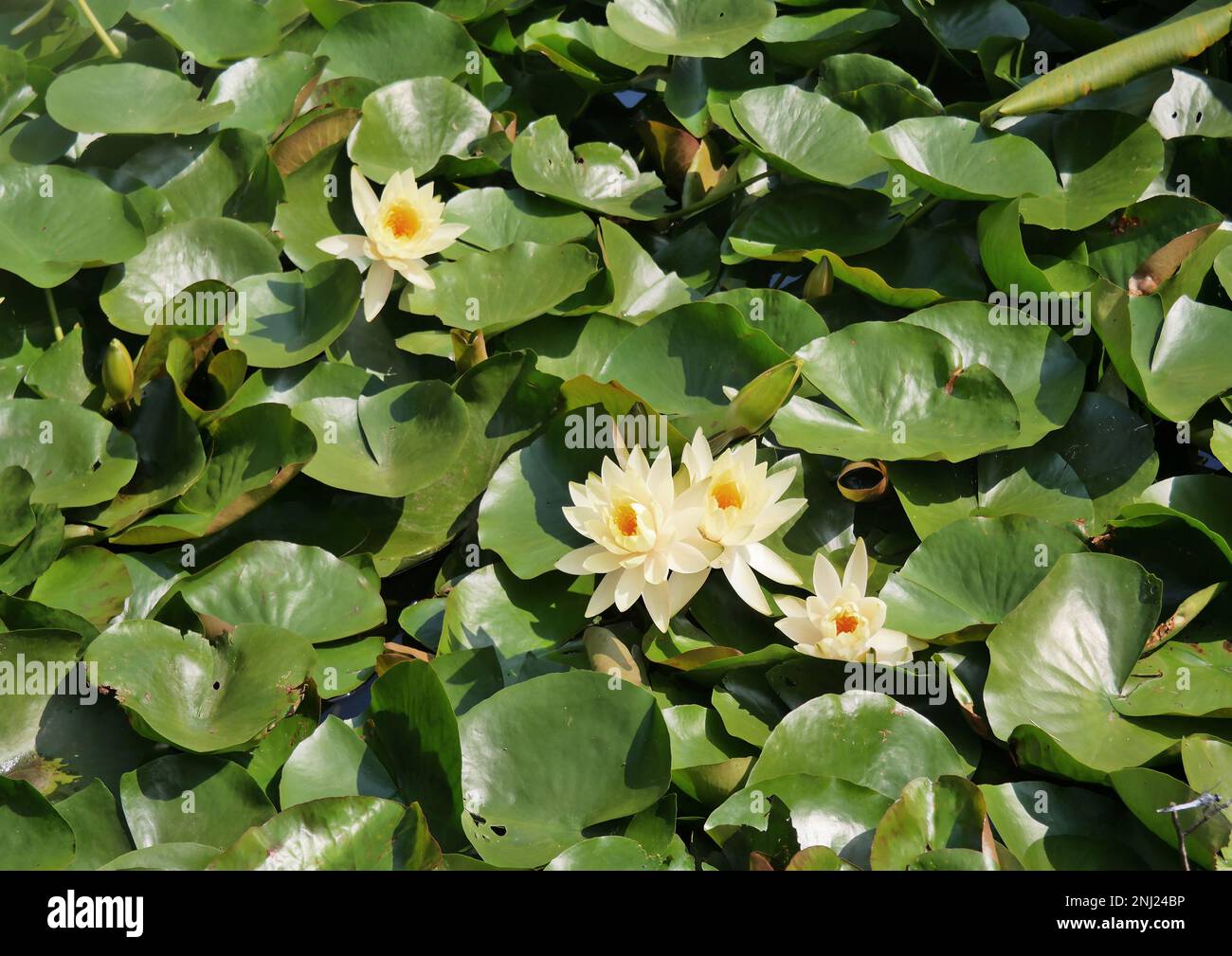 Tokyo, Giappone - Settembre 2017: Primo piano dei gigli d'acqua (Nymphaea) nello stagno sud del tranquillo Parco di Yoyogi vicino al Santuario Meiji, Shibuya-ku Foto Stock