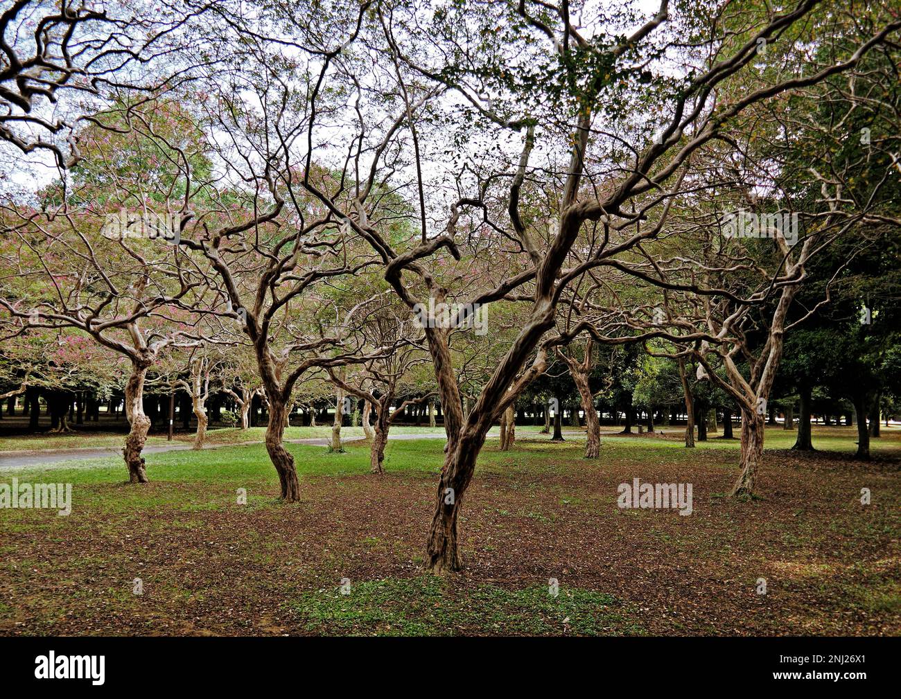 Tokyo, Giappone - Set, 2017: Alberi di acero giapponese senza foglie in autunno Yoyogi parco, Shibuya-ku Foto Stock