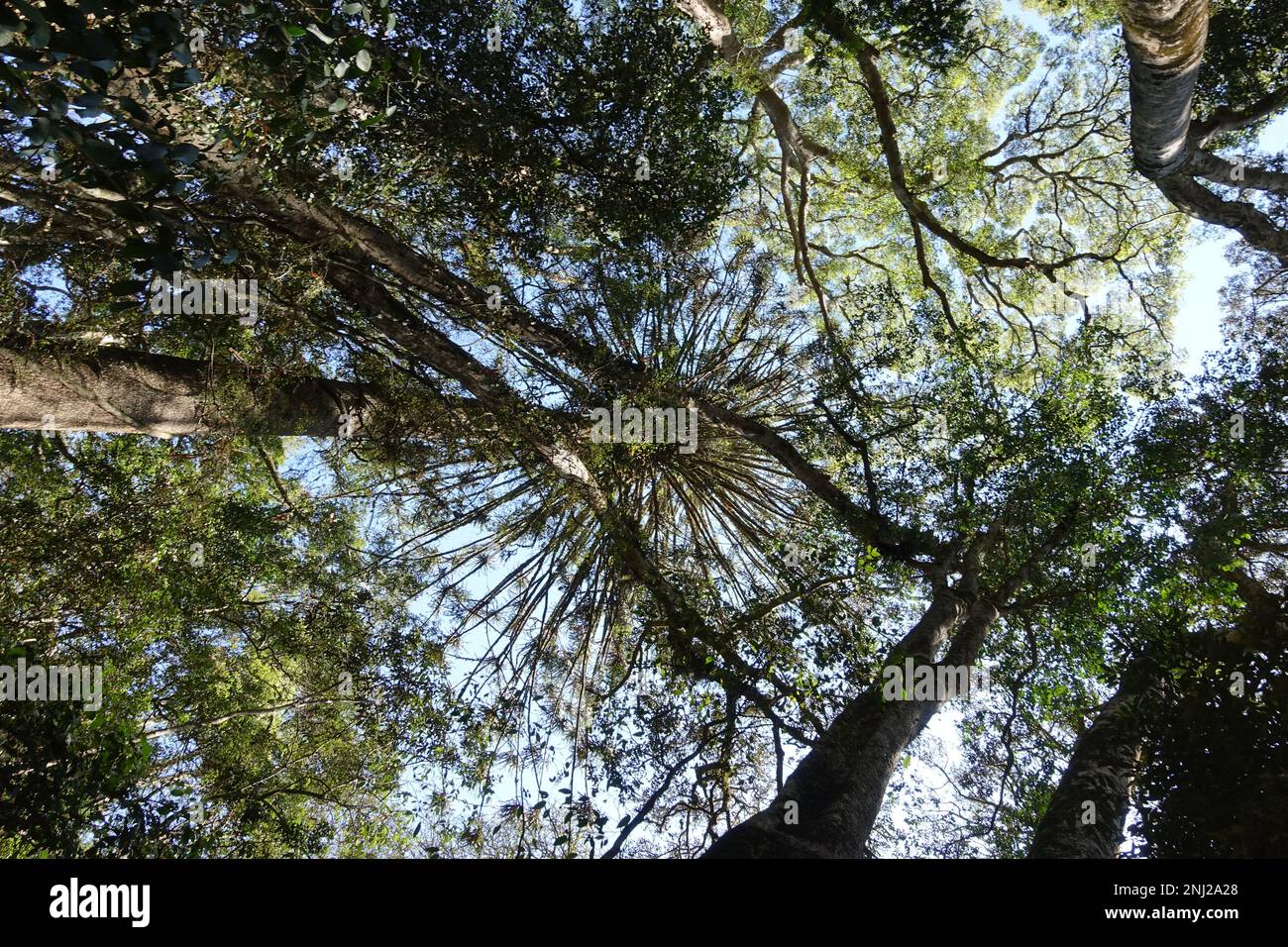 Osservante in su ad un pino di Bunya, Araucaria bidwillii Foto Stock