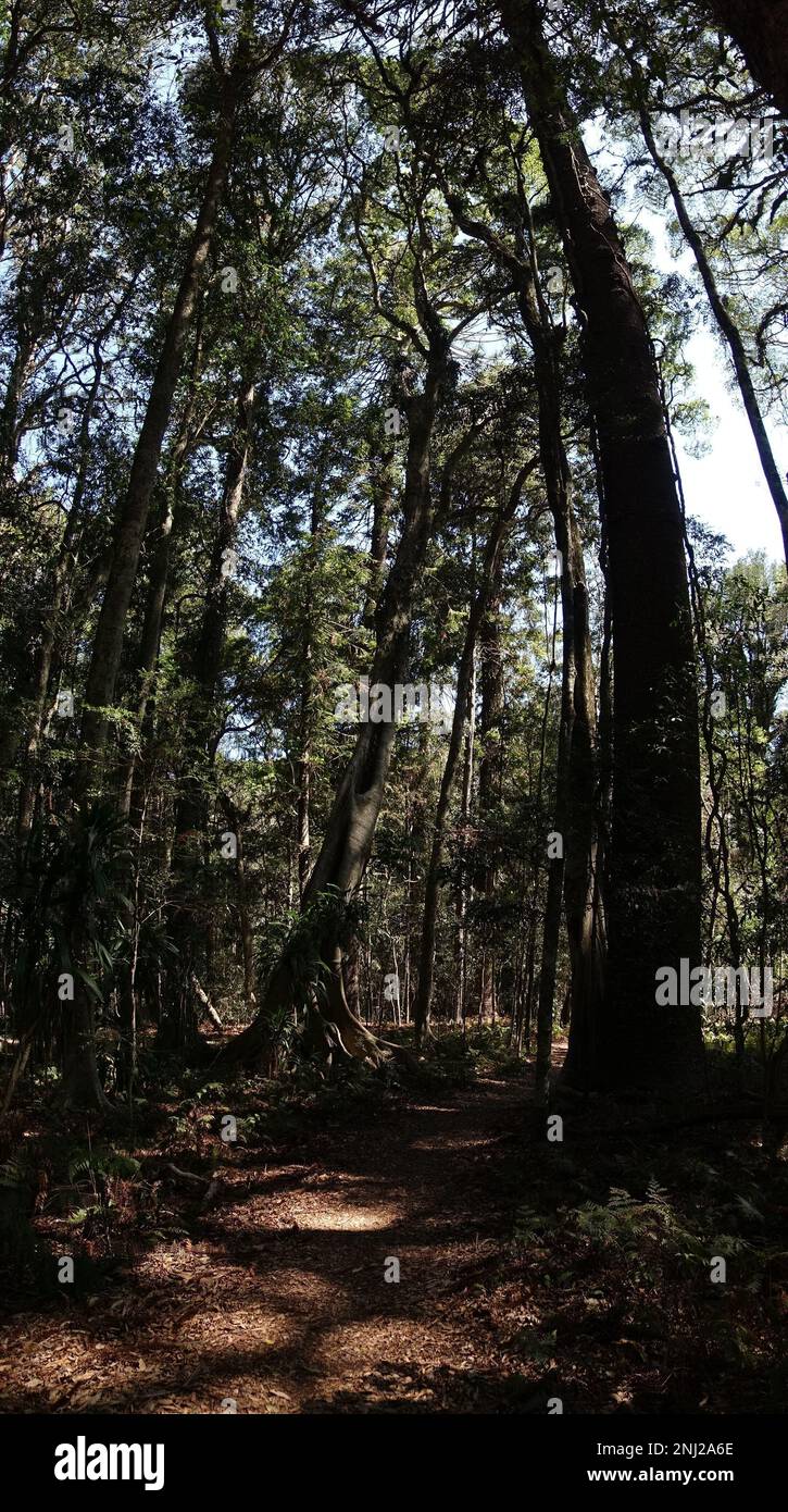 Lookinning attraverso la foresta di pino Bunya, Araucaria bidwillii Foto Stock