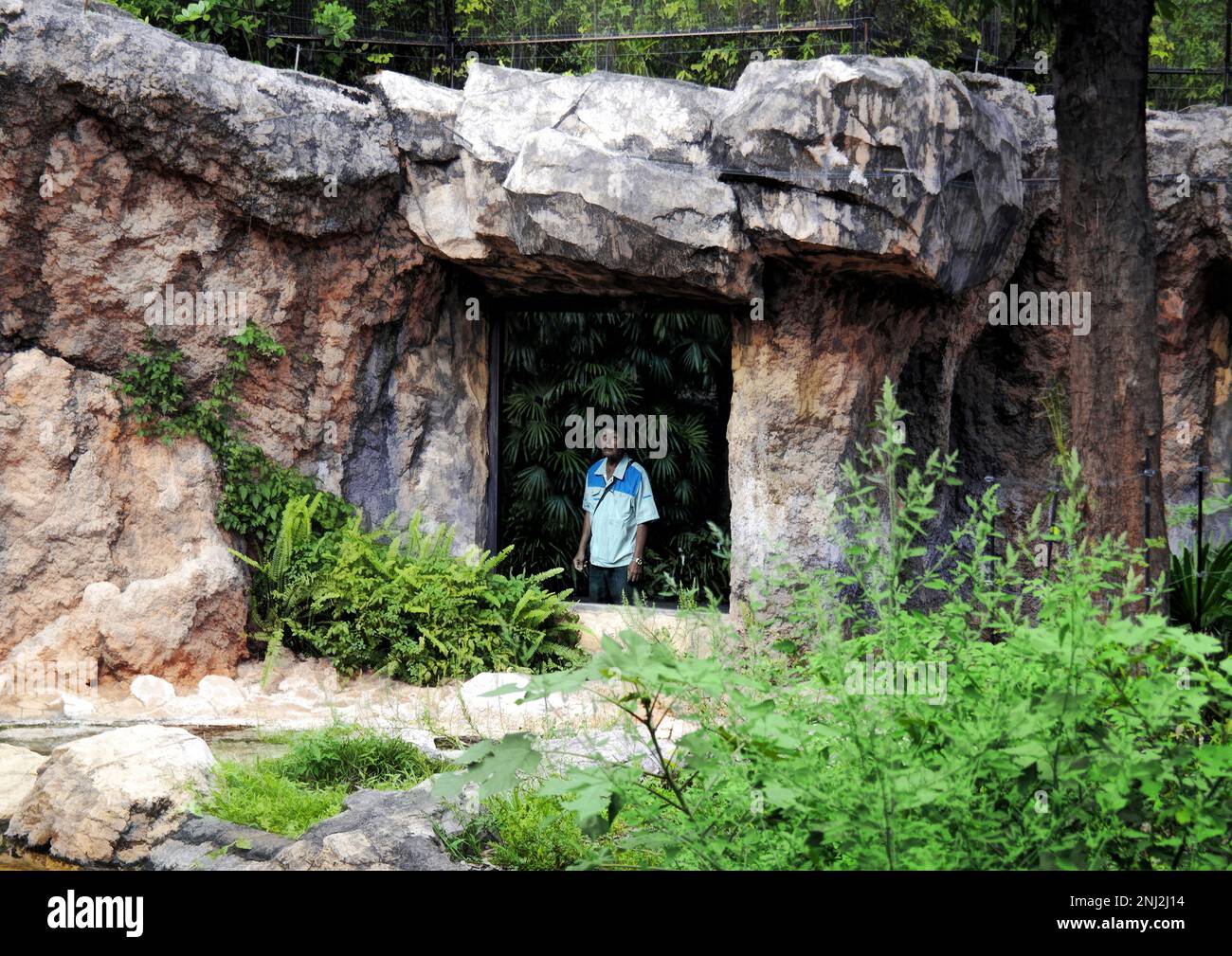 Tokyo, Giappone - Settembre, 2017: Ueno Zoo in Ueno Park mostra caso un uomo che fissare la tigre dietro la finestra Foto Stock