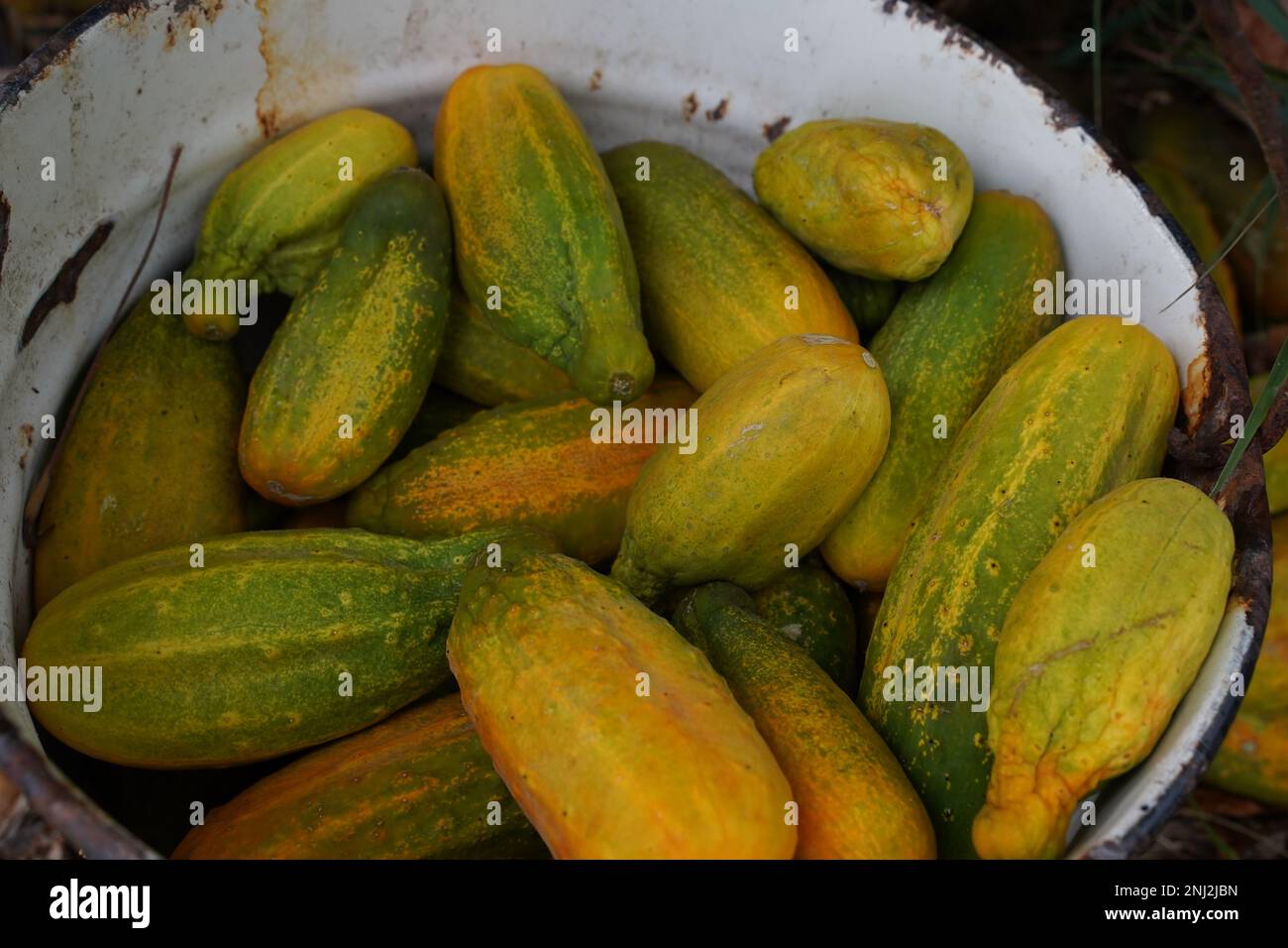 Cetrioli freschi in un secchio arrugginito. Concetto senza OGM. Vista dall'alto Foto Stock
