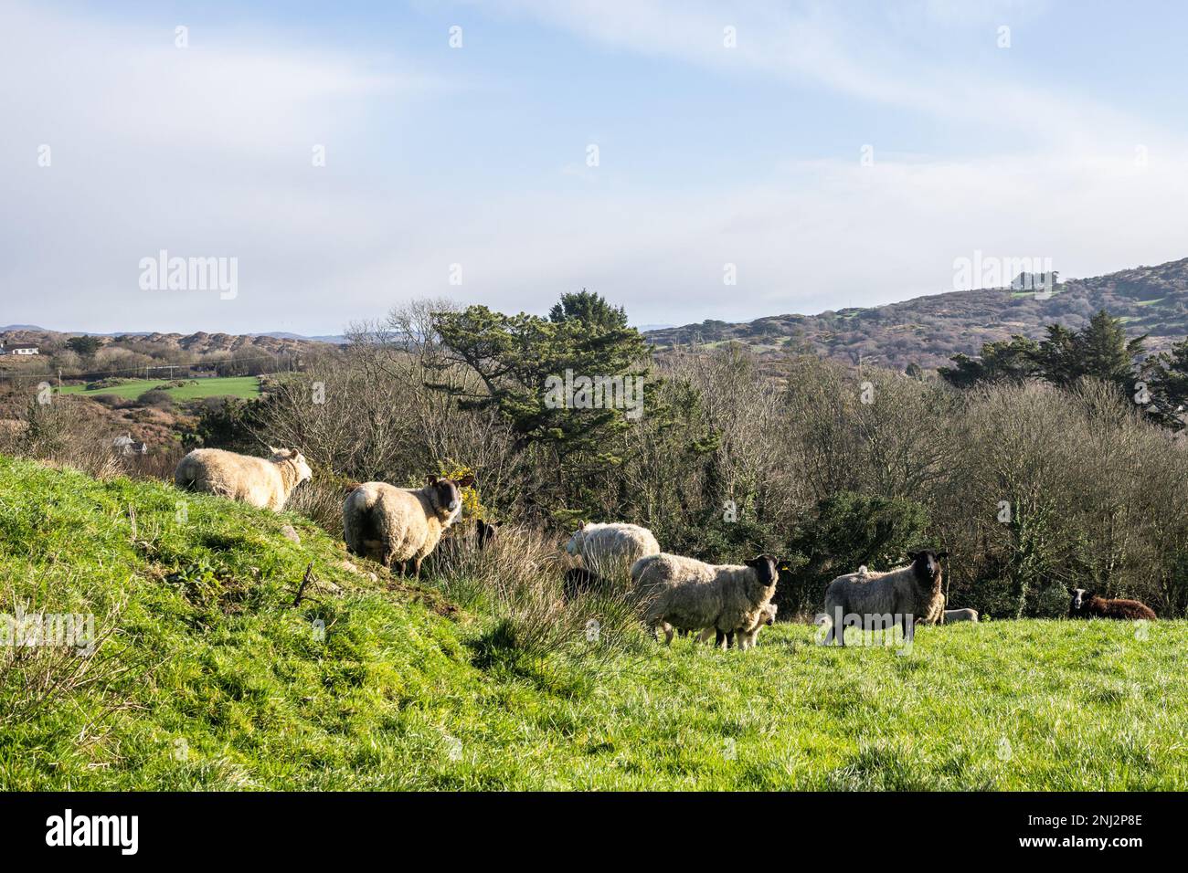 Schull, West Cork, Irlanda. 22nd Feb, 2023. Una mandria di pecore e agnelli si crogiola al sole primaverile di Schull questa mattina. Credit: AG News/Alamy Live News Foto Stock