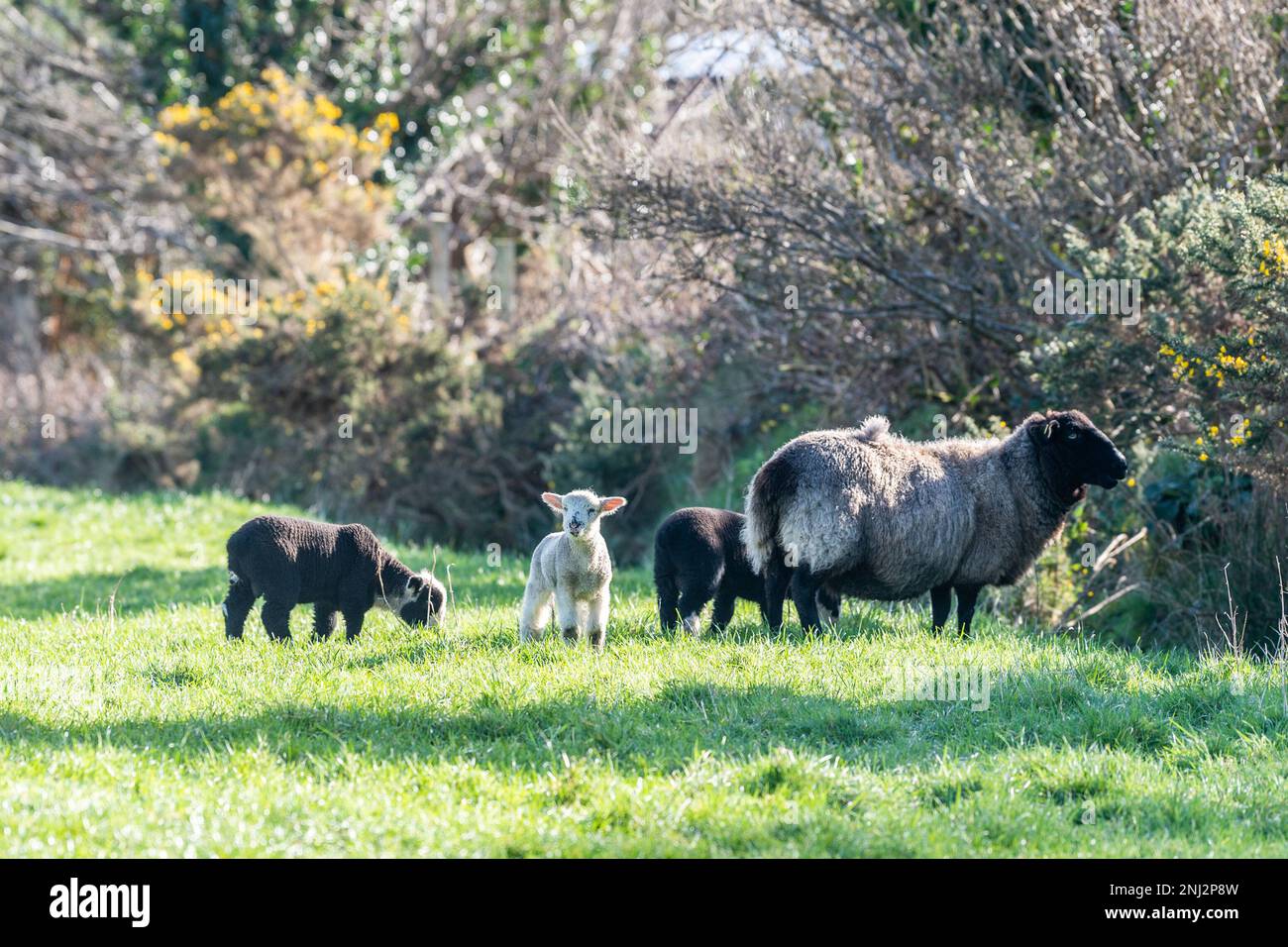 Schull, West Cork, Irlanda. 22nd Feb, 2023. Una mandria di pecore e agnelli si crogiola al sole primaverile di Schull questa mattina. Credit: AG News/Alamy Live News Foto Stock