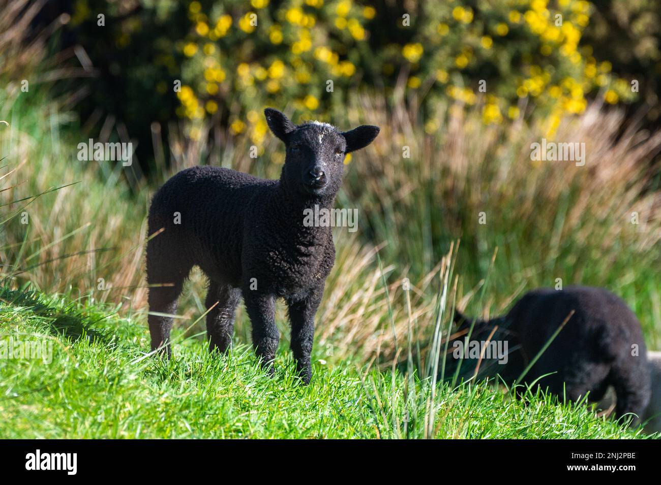 Schull, West Cork, Irlanda. 22nd Feb, 2023. Una mandria di pecore e agnelli si crogiola al sole primaverile di Schull questa mattina. Credit: AG News/Alamy Live News Foto Stock