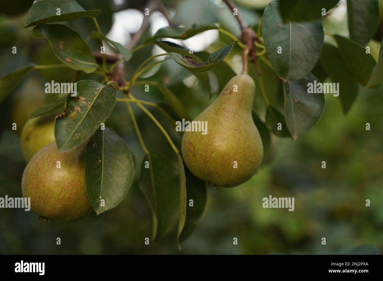 Non è una pera perfetta senza OGM. Messa a fuoco selettiva Foto Stock