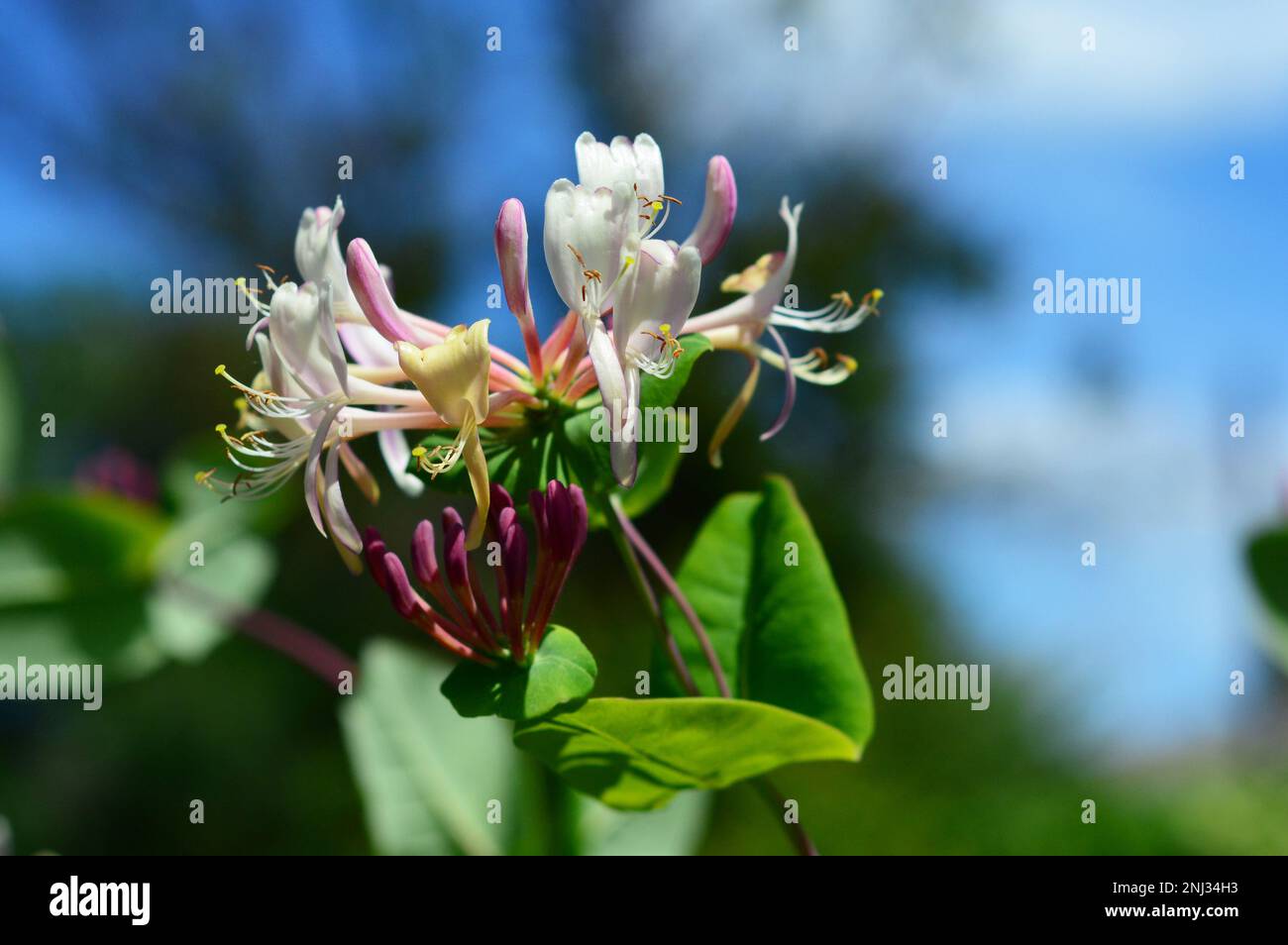 Lonicera caprifolium, il legno italiano, capra-leaf honeysuckle, perfoliate honeysuckle, honeysuckle italiano, o perfoliate woodbine fiorendo nel Foto Stock