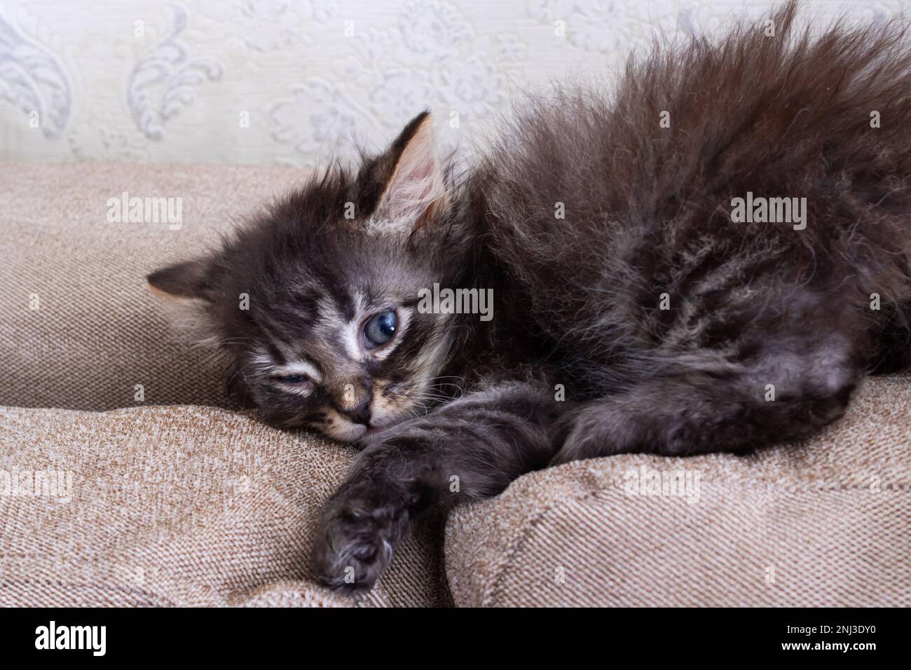 Little Grey Kitten giocando sul divano primo piano Foto Stock