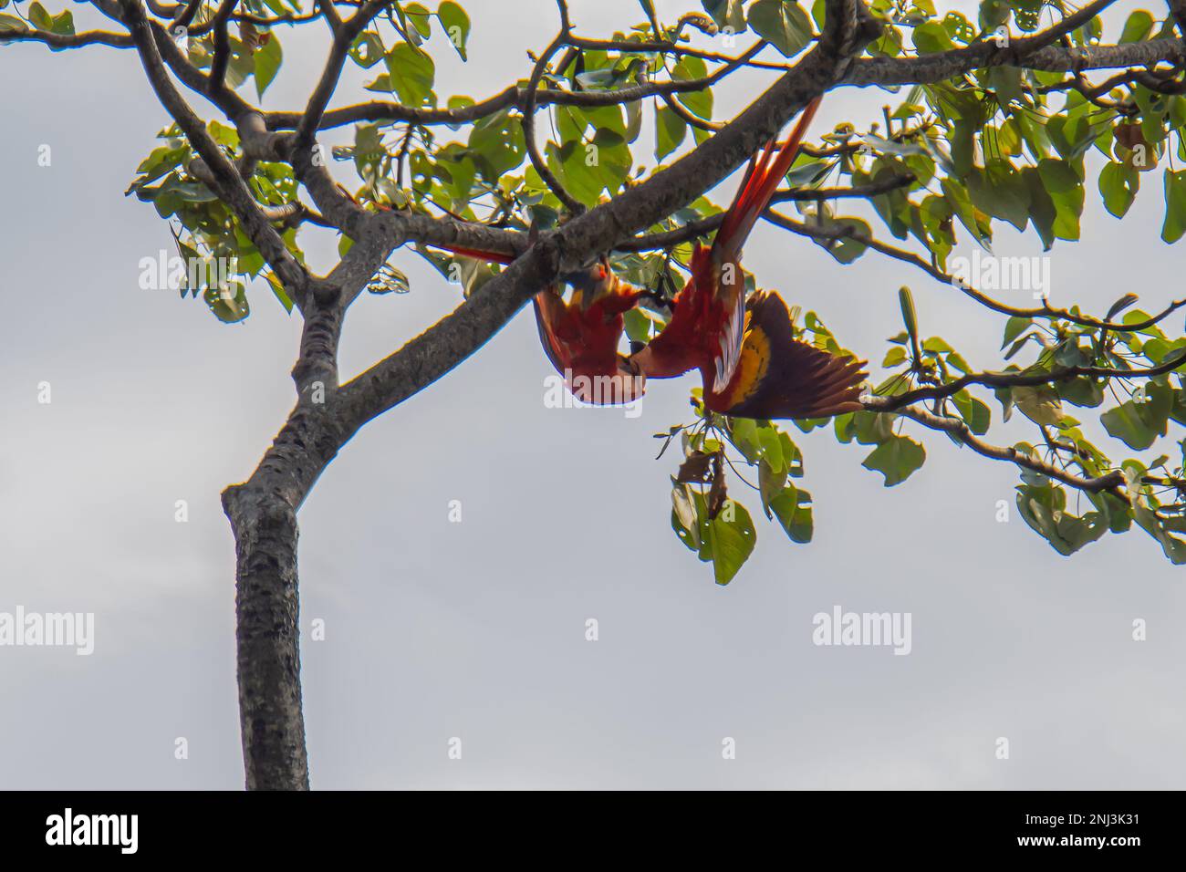 Un paio di Scarlet Macaws appesi nell'albero insieme Foto Stock