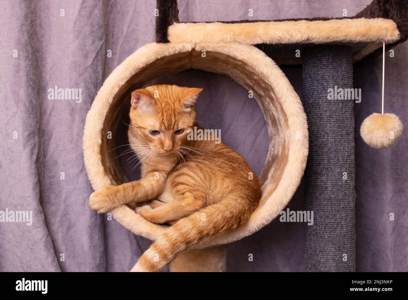 Gatto rosso e gioco complesso per i gatti primo piano Foto Stock