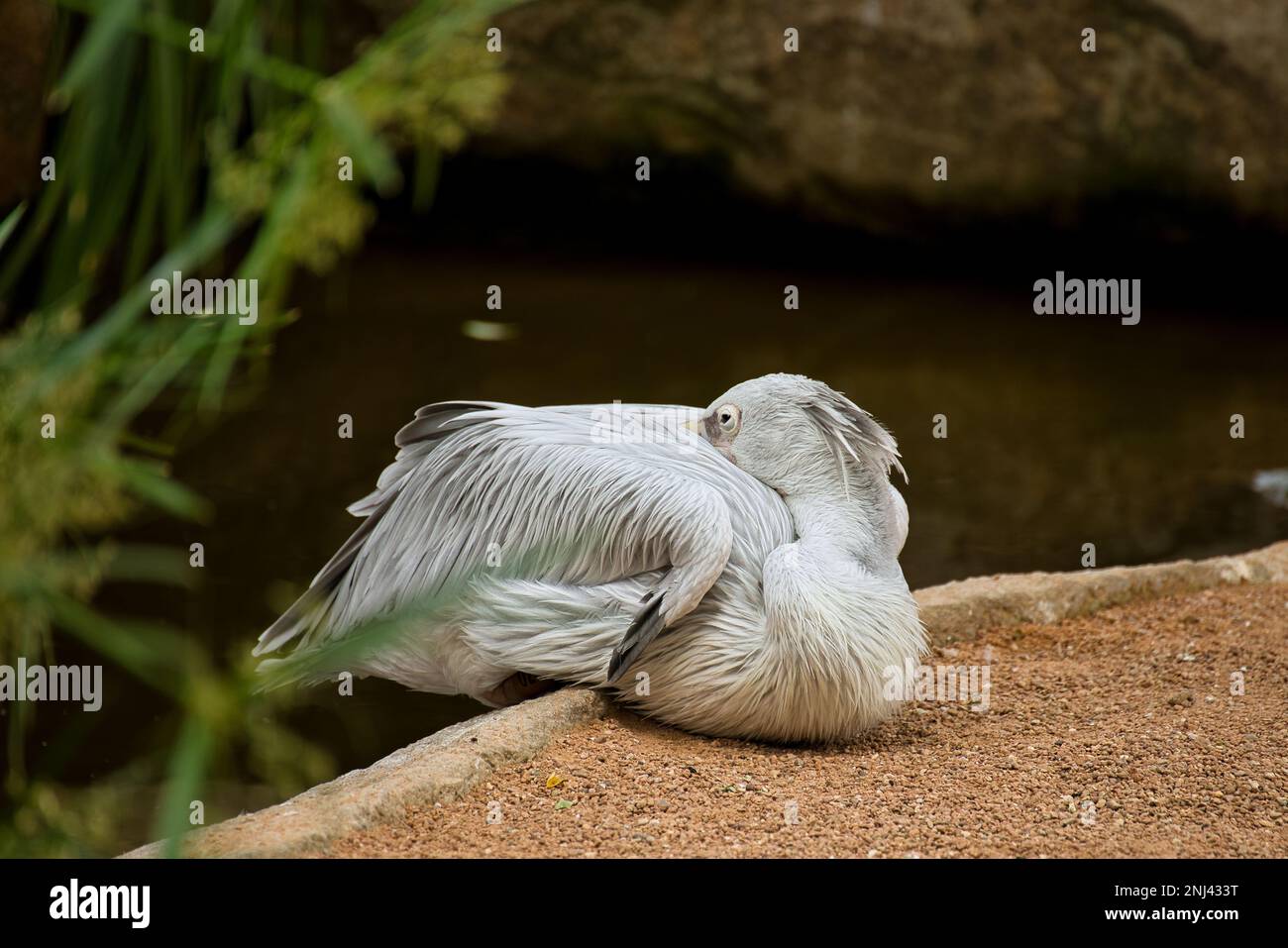 Primo piano completo di un pellicano grigio in un lago con il becco in piumaggio. Foto Stock