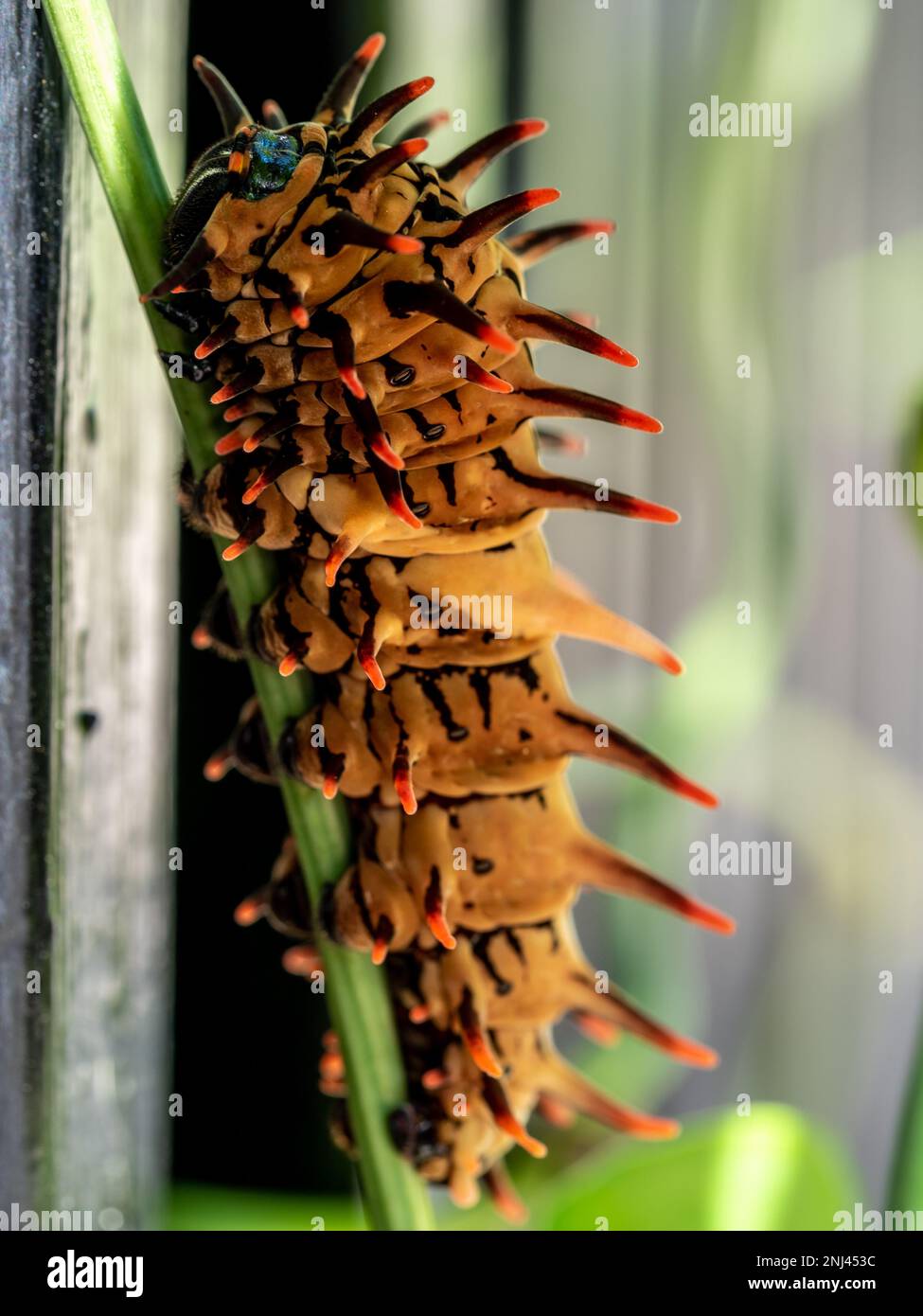 Il colore marrone pallido con lunghe sporgenze che assomigliano alle spine del bruco dell'uccello dorato Foto Stock