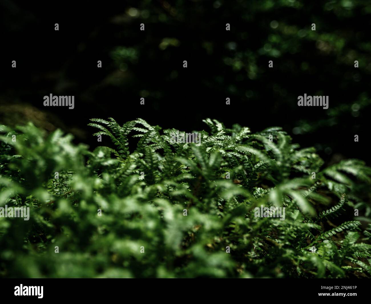 Sfondo di texture full-frame delle foglie di felce Spike Moss Foto Stock