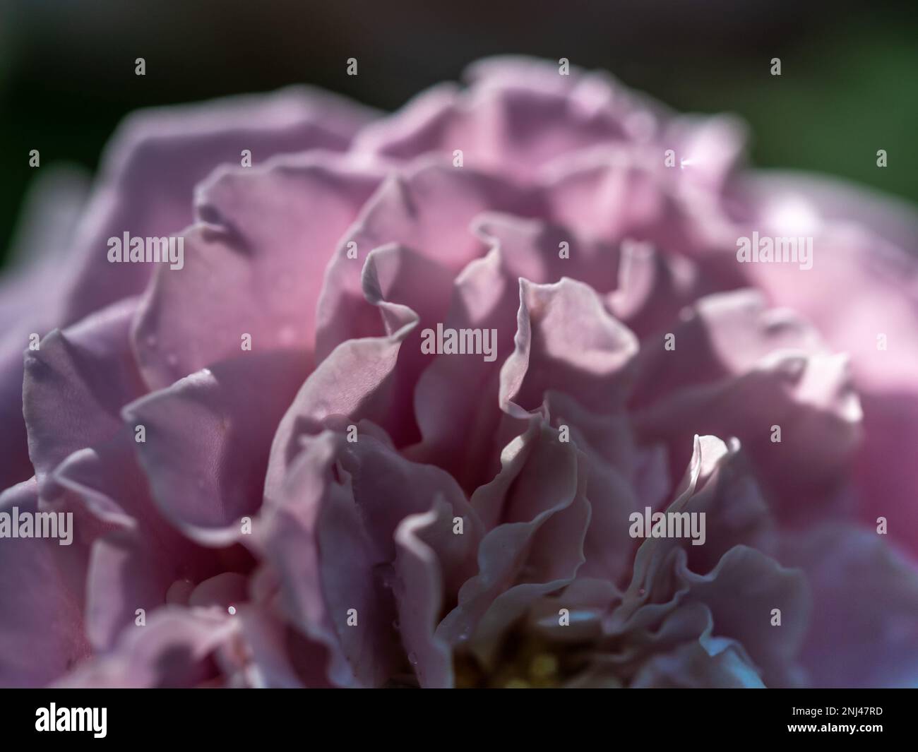 Primo piano delicati petali di rosa della principessa Kaori come sfondo naturale Foto Stock