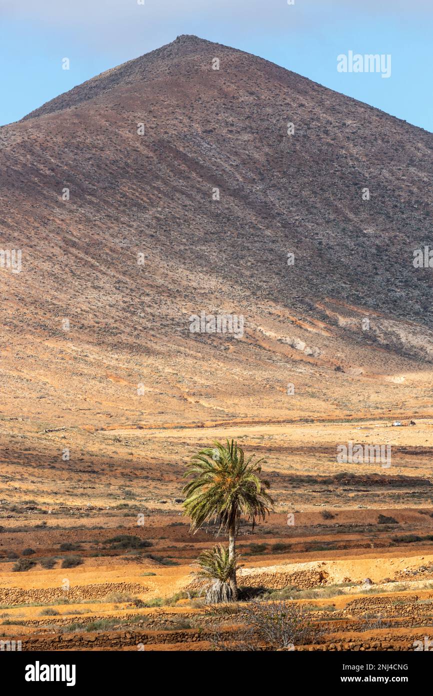 Palma solitaria ai piedi di una montagna in un paesaggio desertico. Fuerteventura. Foto Stock