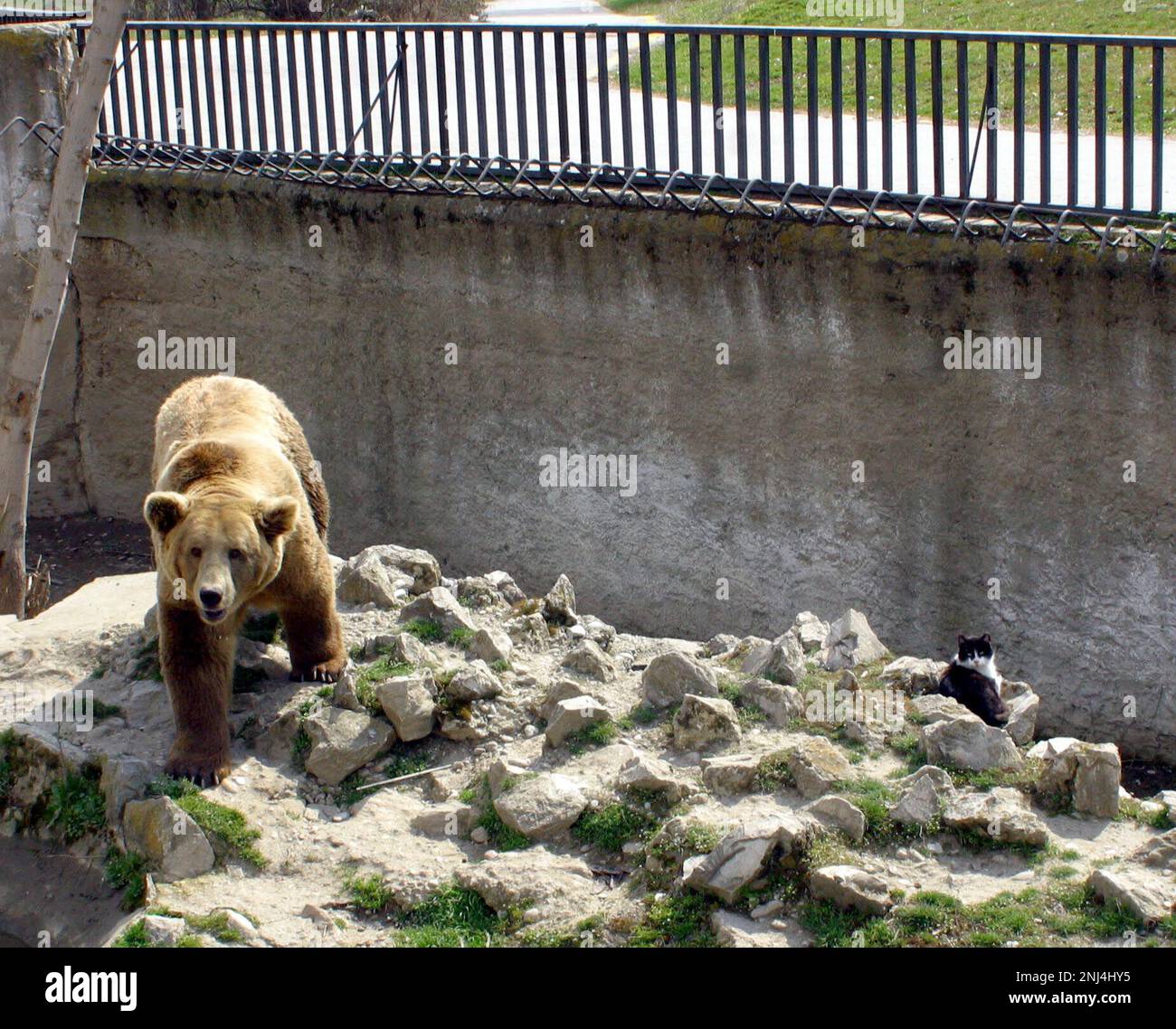 Gatto nel recinto dell'orso Zoo di Skopje. Marzo 2004. Queste fotografie hanno portato ad una serie di articoli di stampa . Nel corso degli anni lo zoo ha ricevuto molte critiche per le condizioni di vita dei suoi animali. Nel 2008 la città ha stanziato 42 milioni di denari in fondi per migliorare lo zoo, e lo zoo ha iniziato a lavorare con l'Associazione europea degli zoo e Aquaria (EAZA) per portare lo zoo agli standard moderni. Nel 2010 erano state costruite nuove recinzioni, il 85% delle mostre più antiche dello zoo era stato rinnovato, lo zoo divenne un candidato all'adesione all'EAZA. Immagine garyroberts/worldwidefeatures.com Foto Stock