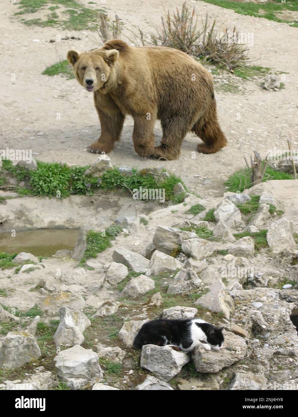 Gatto nel recinto dell'orso Zoo di Skopje. Marzo 2004. Queste fotografie hanno portato ad una serie di articoli di stampa . Nel corso degli anni lo zoo ha ricevuto molte critiche per le condizioni di vita dei suoi animali. Nel 2008 la città ha stanziato 42 milioni di denari in fondi per migliorare lo zoo, e lo zoo ha iniziato a lavorare con l'Associazione europea degli zoo e Aquaria (EAZA) per portare lo zoo agli standard moderni. Nel 2010 erano state costruite nuove recinzioni, il 85% delle mostre più antiche dello zoo era stato rinnovato, lo zoo divenne un candidato all'adesione all'EAZA. Immagine garyroberts/worldwidefeatures.com Foto Stock